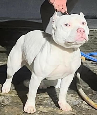 American Pocket Bully кученца Другa, Ваксинирано - Да, Обезпаразитено - Да - град Извън България | Кучета - снимка 9