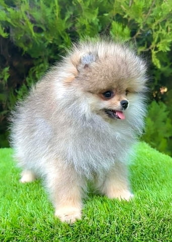 Мъжки померан (BOO). Pomeranian, 3 Months, Vaccinated - Yes - city of Izvun Bulgaria | Dogs - снимка 9