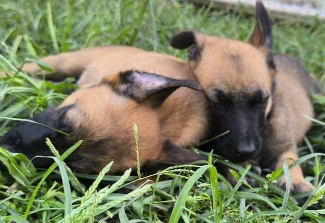 Белгийска овчарка малиноа кученца Malinoa, Vaccinated - Yes, Dewormed - Yes - city of Izvun Bulgaria | Dogs - снимка 1