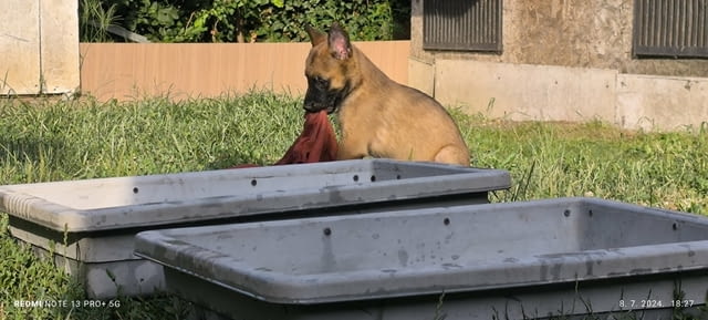 Белгийска овчарка малиноа кученца Malinoa, Vaccinated - Yes, Dewormed - Yes - city of Izvun Bulgaria | Dogs - снимка 7