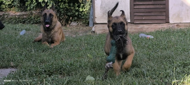 Белгийска овчарка малиноа кученца Malinoa, Vaccinated - Yes, Dewormed - Yes - city of Izvun Bulgaria | Dogs - снимка 9