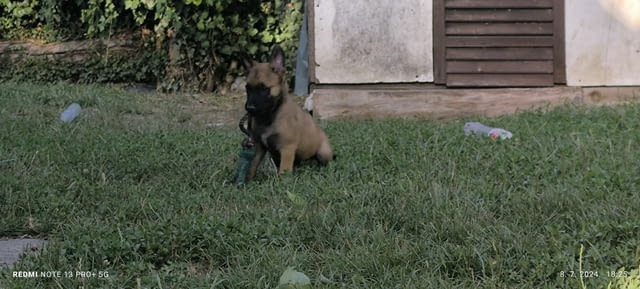 Белгийска овчарка малиноа кученца Malinoa, Vaccinated - Yes, Dewormed - Yes - city of Izvun Bulgaria | Dogs - снимка 10