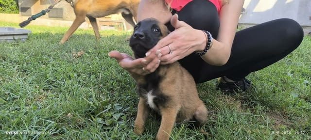 Белгийска овчарка малиноа кученца Malinoa, Vaccinated - Yes, Dewormed - Yes - city of Izvun Bulgaria | Dogs - снимка 11