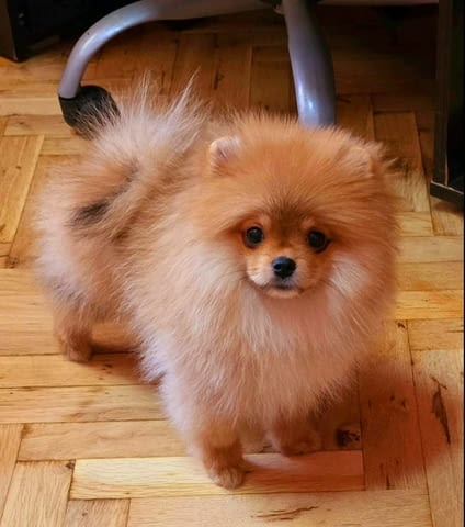 Orange white and cream sable Pomeranian, 6 Months - city of Izvun Bulgaria | Dogs - снимка 1