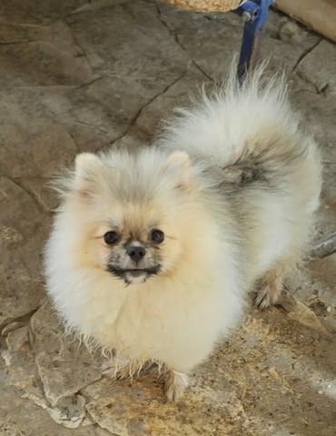 Orange white and cream sable Pomeranian, 6 Months - city of Izvun Bulgaria | Dogs - снимка 2