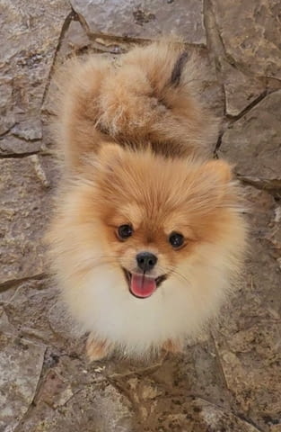 Orange white and cream sable Pomeranian, 6 Months - city of Izvun Bulgaria | Dogs - снимка 3