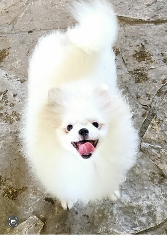 Orange white and cream sable Pomeranian, 6 Months - city of Izvun Bulgaria | Dogs - снимка 4