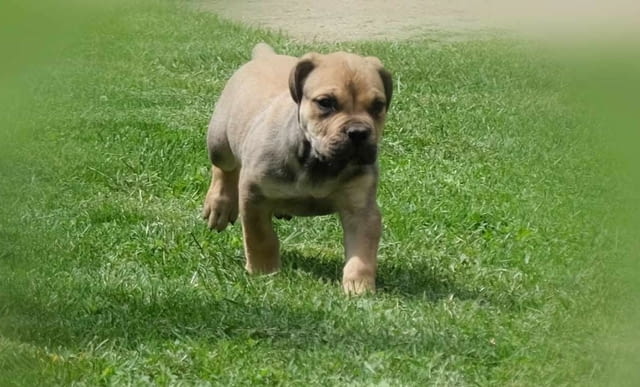 Boerboel Южноафрикански мастиф кученца Другa, Ваксинирано - Да, Обезпаразитено - Да - град Извън България | Кучета - снимка 1