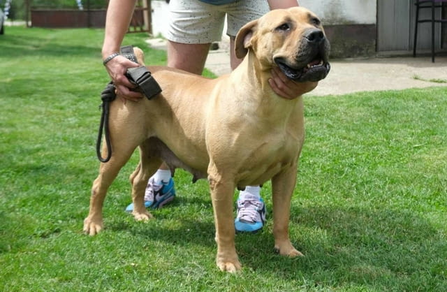 Boerboel Южноафрикански мастиф кученца Другa, Vaccinated - Yes, Dewormed - Yes - city of Izvun Bulgaria | Dogs - снимка 2