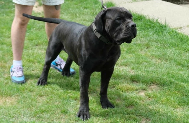 Boerboel Южноафрикански мастиф кученца Другa, Vaccinated - Yes, Dewormed - Yes - city of Izvun Bulgaria | Dogs - снимка 3