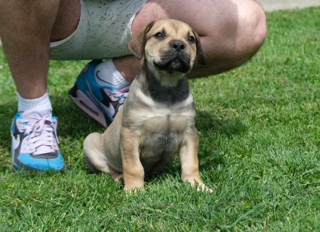 Boerboel Южноафрикански мастиф кученца Другa, Ваксинирано - Да, Обезпаразитено - Да - град Извън България | Кучета - снимка 4