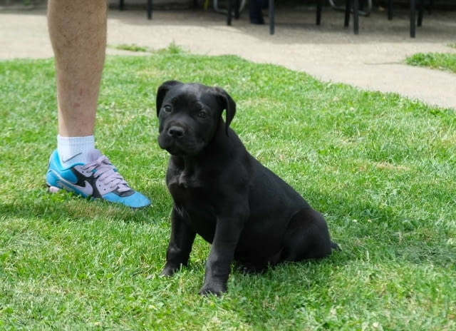 Boerboel Южноафрикански мастиф кученца Другa, Vaccinated - Yes, Dewormed - Yes - city of Izvun Bulgaria | Dogs - снимка 5