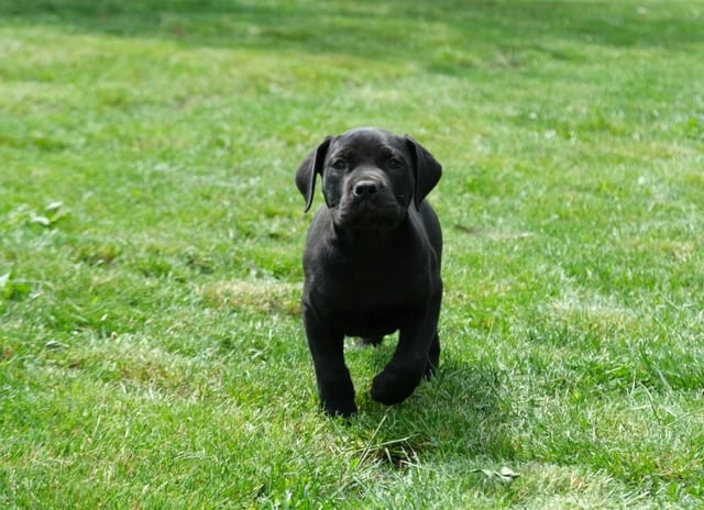 Boerboel Южноафрикански мастиф кученца Другa, Vaccinated - Yes, Dewormed - Yes - city of Izvun Bulgaria | Dogs - снимка 7