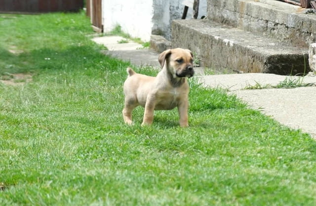 Boerboel Южноафрикански мастиф кученца Другa, Ваксинирано - Да, Обезпаразитено - Да - град Извън България | Кучета - снимка 9