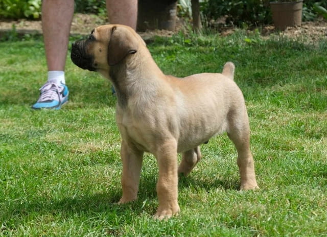 Boerboel Южноафрикански мастиф кученца Другa, Ваксинирано - Да, Обезпаразитено - Да - град Извън България | Кучета - снимка 10