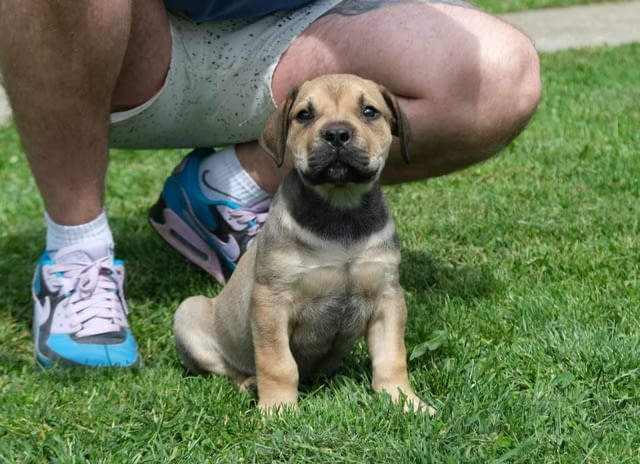 Boerboel Южноафрикански мастиф кученца Другa, Ваксинирано - Да, Обезпаразитено - Да - град Извън България | Кучета - снимка 11