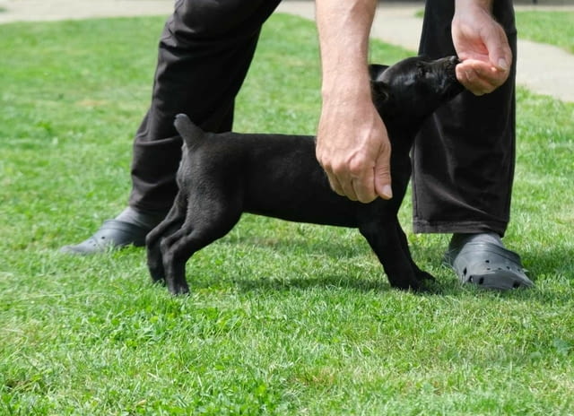 Boerboel Южноафрикански мастиф кученца Другa, Vaccinated - Yes, Dewormed - Yes - city of Izvun Bulgaria | Dogs - снимка 12