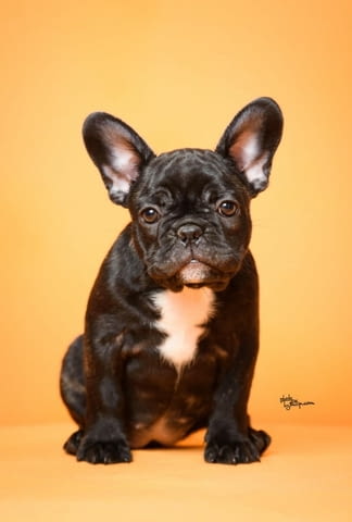 Френски булдог кученца French Bulldog, Vaccinated - Yes, Dewormed - Yes - city of Izvun Bulgaria | Dogs - снимка 3