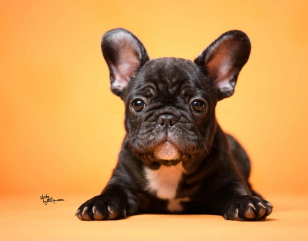 Френски булдог кученца French Bulldog, Vaccinated - Yes, Dewormed - Yes - city of Izvun Bulgaria | Dogs - снимка 6