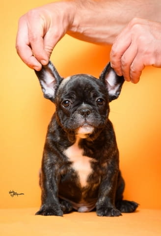 Френски булдог кученца French Bulldog, Vaccinated - Yes, Dewormed - Yes - city of Izvun Bulgaria | Dogs - снимка 8