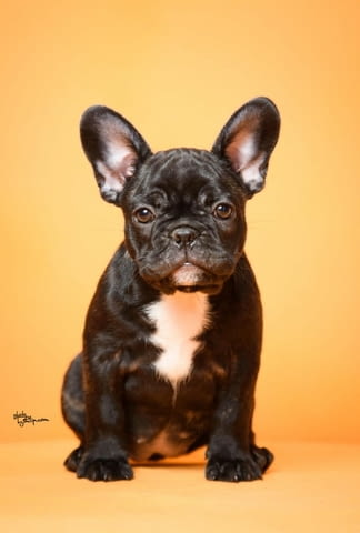 Френски булдог кученца French Bulldog, Vaccinated - Yes, Dewormed - Yes - city of Izvun Bulgaria | Dogs - снимка 12