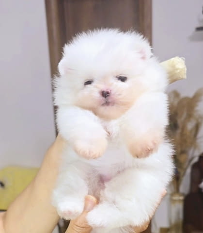 Померански шпиц кученца Pomeranian, Vaccinated - Yes, Dewormed - Yes - city of Izvun Bulgaria | Dogs - снимка 1