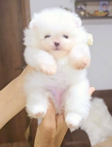 Померански шпиц кученца Pomeranian, Vaccinated - Yes, Dewormed - Yes - city of Izvun Bulgaria | Dogs - снимка 2