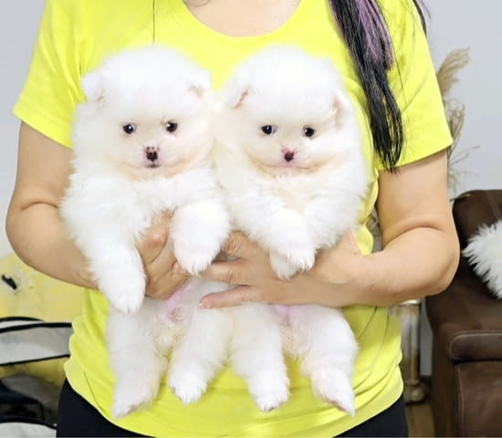 Померански шпиц кученца Pomeranian, Vaccinated - Yes, Dewormed - Yes - city of Izvun Bulgaria | Dogs - снимка 3