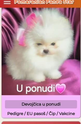 Померански шпиц кученца Pomeranian, Vaccinated - Yes, Dewormed - Yes - city of Izvun Bulgaria | Dogs - снимка 4