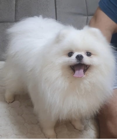 Померански шпиц кученца Pomeranian, Vaccinated - Yes, Dewormed - Yes - city of Izvun Bulgaria | Dogs - снимка 5