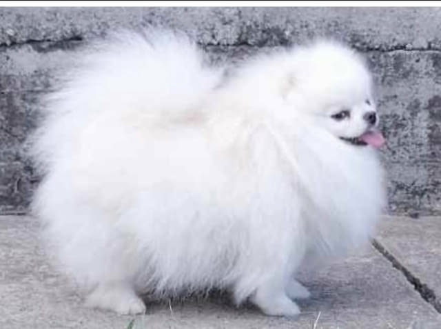 Померански шпиц кученца Pomeranian, Vaccinated - Yes, Dewormed - Yes - city of Izvun Bulgaria | Dogs - снимка 6