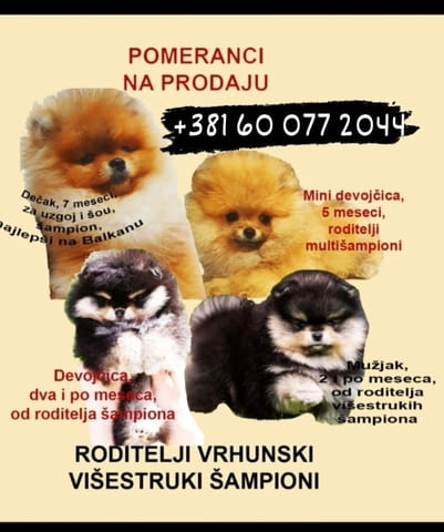 Померански шпиц кученца Pomeranian, Vaccinated - Yes, Dewormed - Yes - city of Izvun Bulgaria | Dogs - снимка 8