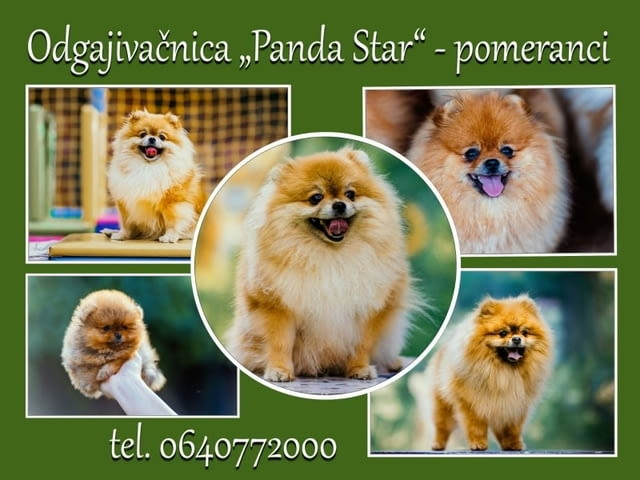 Померански шпиц кученца Pomeranian, Vaccinated - Yes, Dewormed - Yes - city of Izvun Bulgaria | Dogs - снимка 9