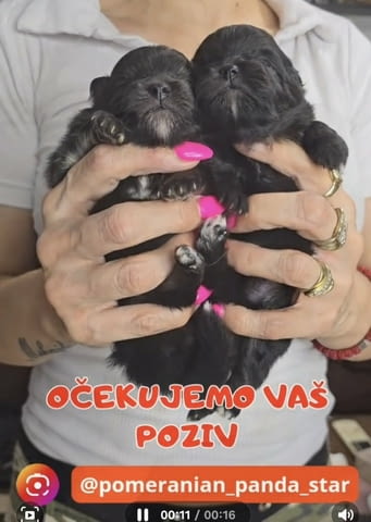 Померански шпиц кученца Pomeranian, Vaccinated - Yes, Dewormed - Yes - city of Izvun Bulgaria | Dogs - снимка 10