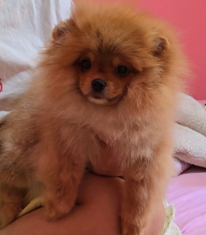 Померански шпиц кученца Pomeranian, Vaccinated - Yes, Dewormed - Yes - city of Izvun Bulgaria | Dogs - снимка 12