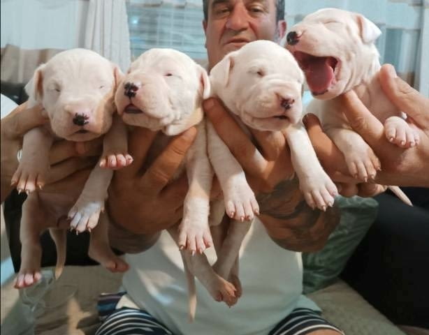 Дого Аржентино, кученца Dogo Argentino - city of Sofia | Dogs - снимка 2