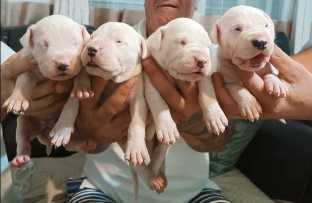 Дого Аржентино, кученца Dogo Argentino - city of Sofia | Dogs - снимка 4