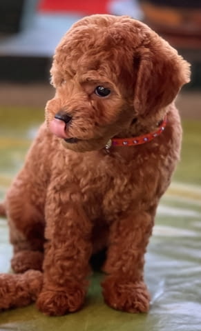 Миниатюрен пудел кученца Toy Poodle, Vaccinated - Yes, Dewormed - Yes - city of Izvun Bulgaria | Dogs - снимка 4