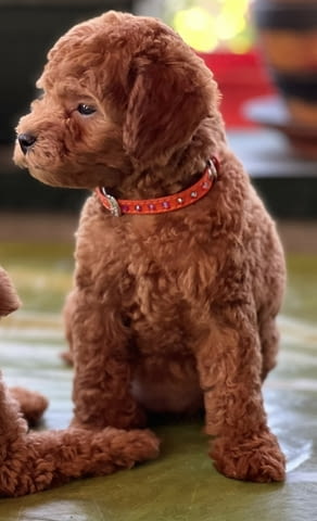 Миниатюрен пудел кученца Toy Poodle, Vaccinated - Yes, Dewormed - Yes - city of Izvun Bulgaria | Dogs - снимка 5