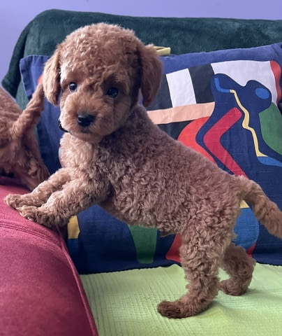 Миниатюрен пудел кученца Toy Poodle, Vaccinated - Yes, Dewormed - Yes - city of Izvun Bulgaria | Dogs - снимка 7