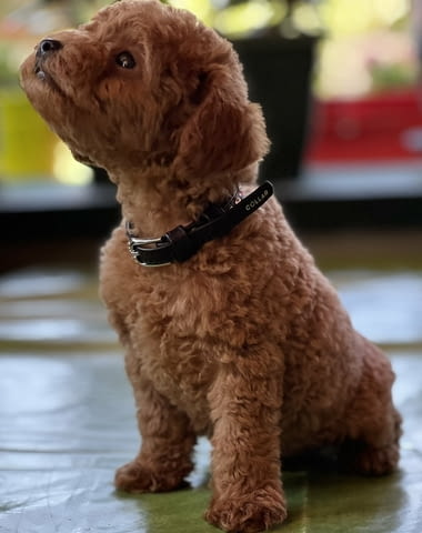 Миниатюрен пудел кученца Toy Poodle, Vaccinated - Yes, Dewormed - Yes - city of Izvun Bulgaria | Dogs - снимка 10