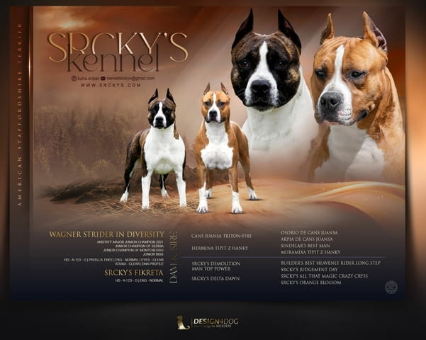 American Staffordshire terrier Американски стафордширски териер, 1 месец - град Извън България | Кучета - снимка 1