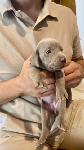 Ваймаранер - Weimaraner Ваймарски птичар, 1 месец, Ваксинирано - Да - град Благоевград | Кучета - снимка 1