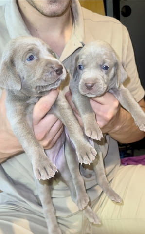 Ваймаранер - Weimaraner Weimaraner Pointing Dog, 1 Month, Vaccinated - Yes - city of Blagoevgrad | Dogs - снимка 2