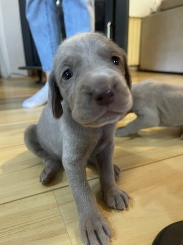 Ваймаранер - Weimaraner Ваймарски птичар, 1 месец, Ваксинирано - Да - град Благоевград | Кучета - снимка 3