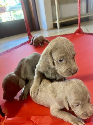 Ваймаранер - Weimaraner Ваймарски птичар, 1 месец, Ваксинирано - Да - град Благоевград | Кучета - снимка 4