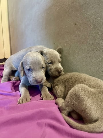 Ваймаранер - Weimaraner Weimaraner Pointing Dog, 1 Month, Vaccinated - Yes - city of Blagoevgrad | Dogs - снимка 5