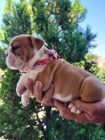 Aнглийски булдог Bulldog, 2 Months - city of Izvun Bulgaria | Dogs - снимка 1