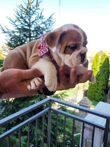 Aнглийски булдог Bulldog, 2 Months - city of Izvun Bulgaria | Dogs - снимка 2