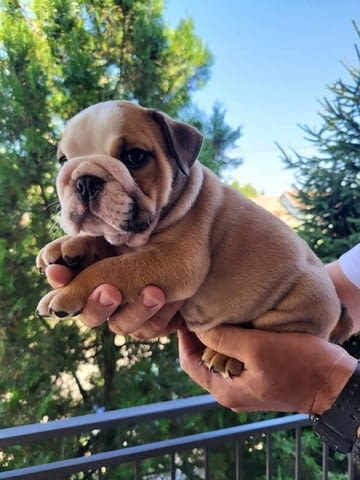 Aнглийски булдог Bulldog, 2 Months - city of Izvun Bulgaria | Dogs - снимка 3